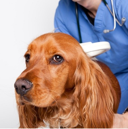 Canine Breed Determination Canine Breed Determination